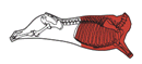 beef_export_20-a