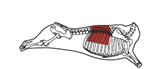 beef_export_23-a