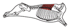 beef_export_29-a