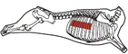 beef_export_30-a