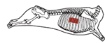 beef_export_31-a