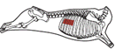 beef_export_34-a