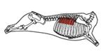 beef_export_39-a
