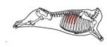 beef_export_40-a