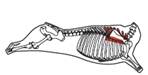 beef_export_43-a