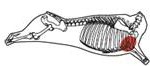 beef_export_49-a