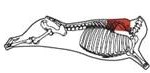 beef_export_54-a
