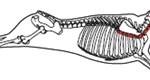 beef_export_56-a