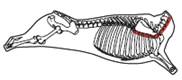 beef_export_56-a