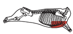 beef_export_64-a