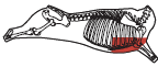 beef_export_65-a
