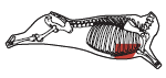 beef_export_66-a
