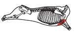 beef_export_67-a