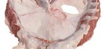 tn_c726